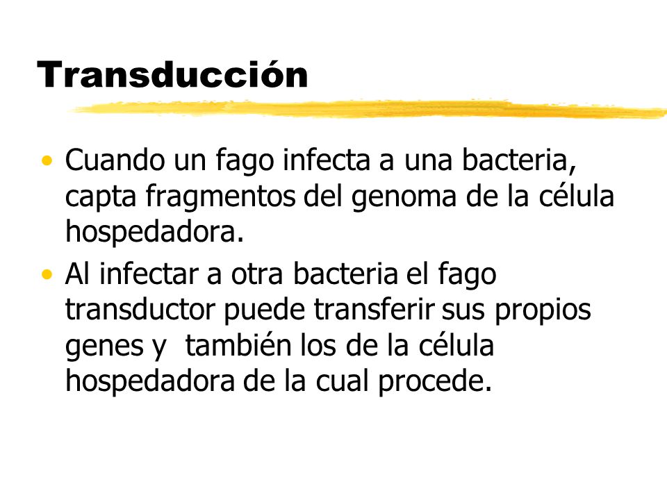 Transducción Cuando un fago infecta a una bacteria, capta fragmentos del genoma de la célula hospedadora.