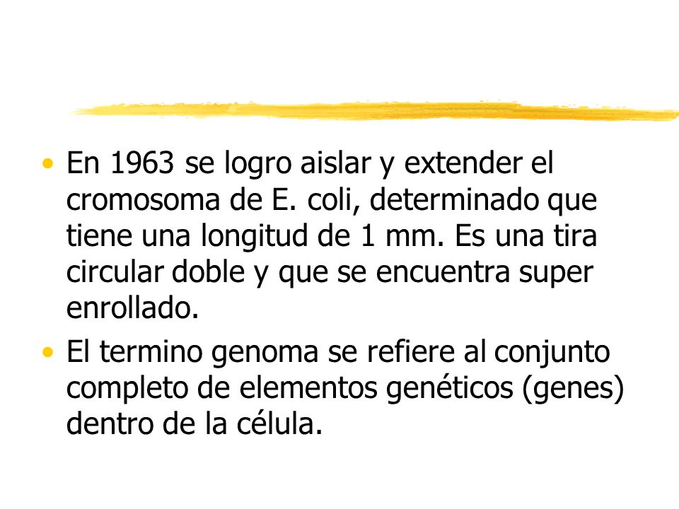 En 1963 se logro aislar y extender el cromosoma de E