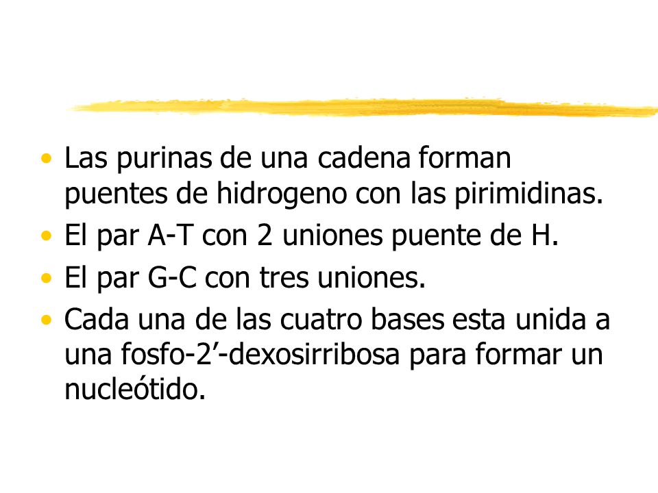 Las purinas de una cadena forman puentes de hidrogeno con las pirimidinas.