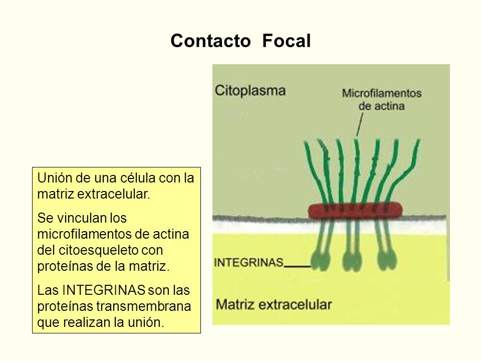 Contacto Focal Unión de una célula con la matriz extracelular.