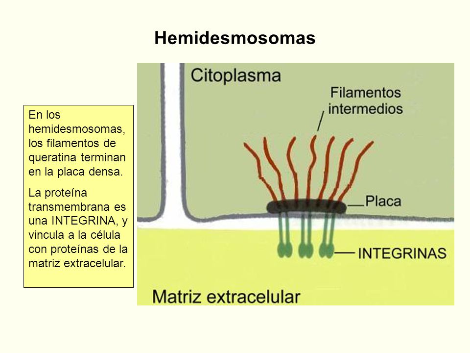 Hemidesmosomas En los hemidesmosomas, los filamentos de queratina terminan en la placa densa.