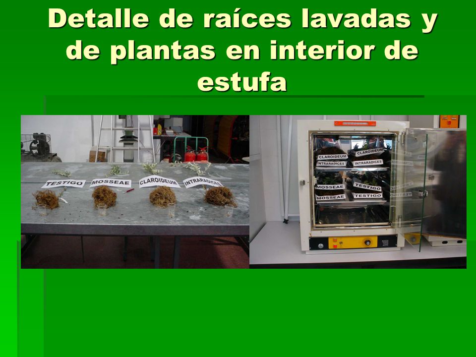Detalle de raíces lavadas y de plantas en interior de estufa