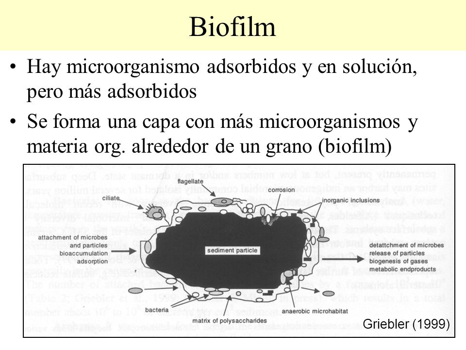 Biofilm Hay microorganismo adsorbidos y en solución, pero más adsorbidos.