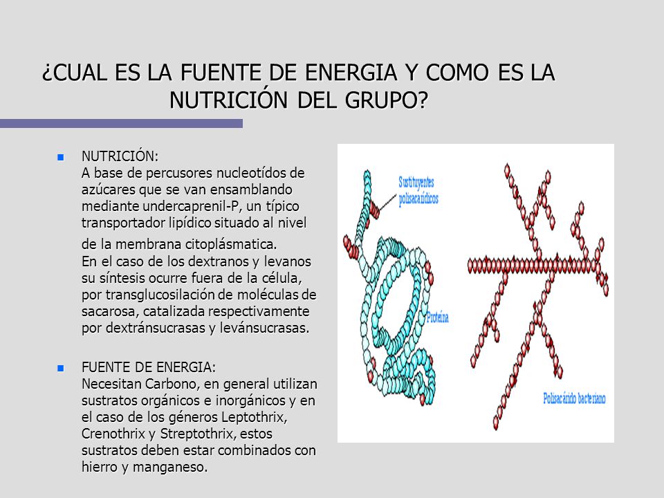 ¿CUAL ES LA FUENTE DE ENERGIA Y COMO ES LA NUTRICIÓN DEL GRUPO