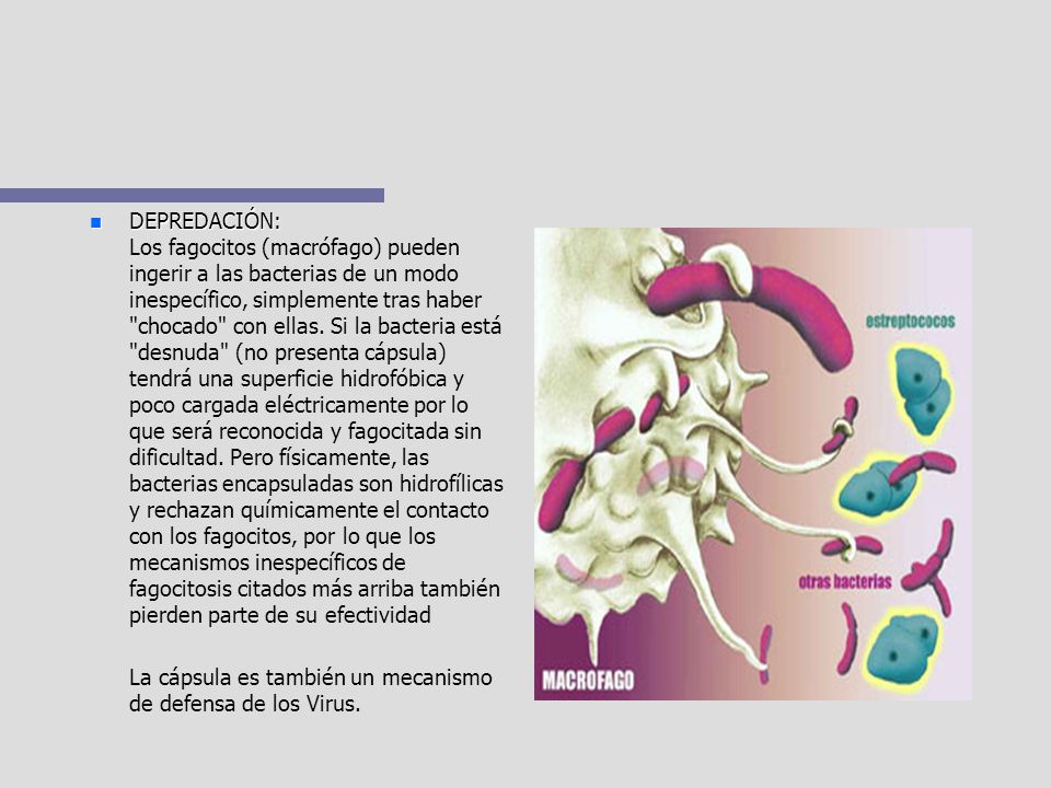 DEPREDACIÓN: Los fagocitos (macrófago) pueden ingerir a las bacterias de un modo inespecífico, simplemente tras haber chocado con ellas. Si la bacteria está desnuda (no presenta cápsula) tendrá una superficie hidrofóbica y poco cargada eléctricamente por lo que será reconocida y fagocitada sin dificultad. Pero físicamente, las bacterias encapsuladas son hidrofílicas y rechazan químicamente el contacto con los fagocitos, por lo que los mecanismos inespecíficos de fagocitosis citados más arriba también pierden parte de su efectividad