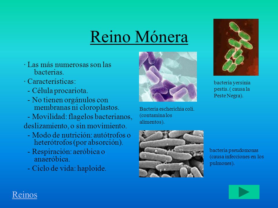 Reino Mónera Reinos · Las más numerosas son las bacterias.