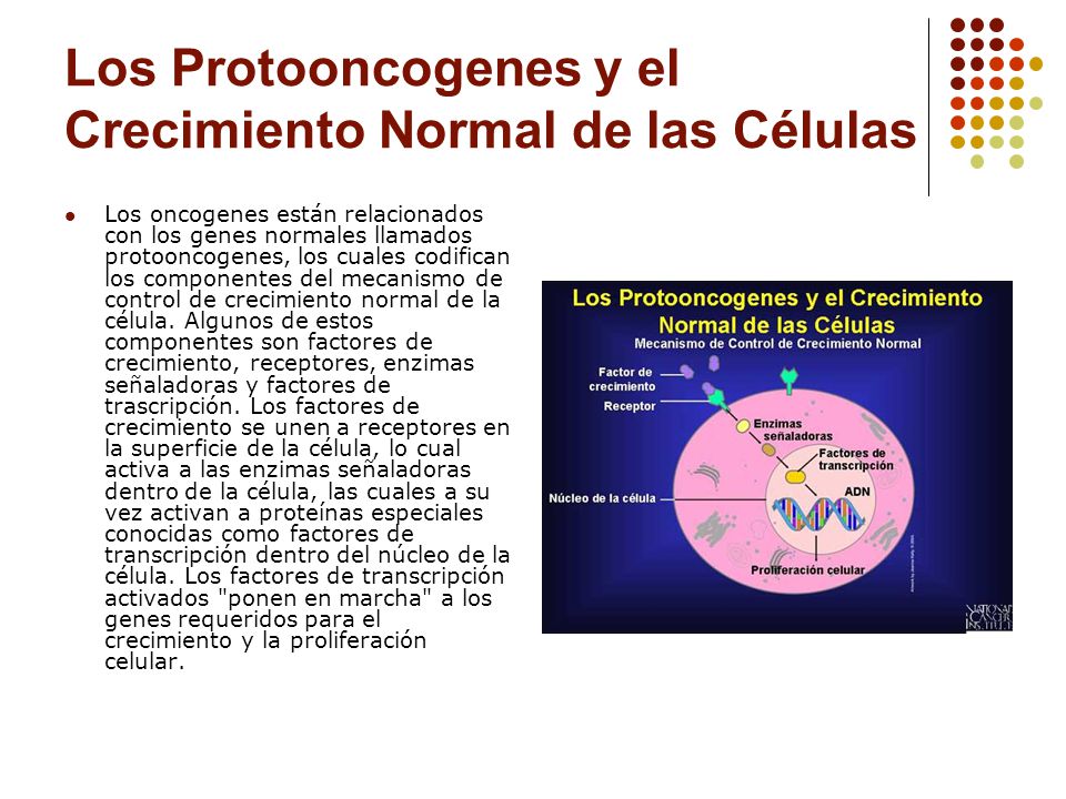 Los Protooncogenes y el Crecimiento Normal de las Células