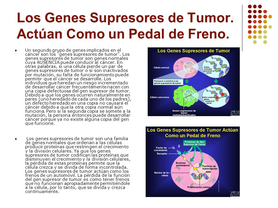 Los Genes Supresores de Tumor. Actúan Como un Pedal de Freno.