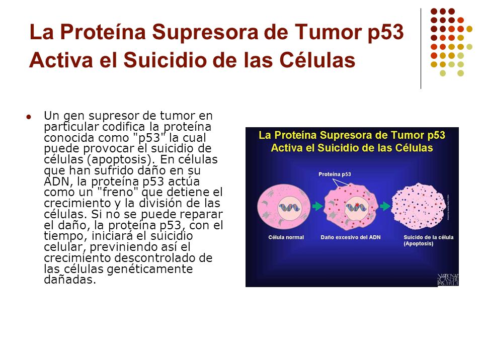 La Proteína Supresora de Tumor p53 Activa el Suicidio de las Células