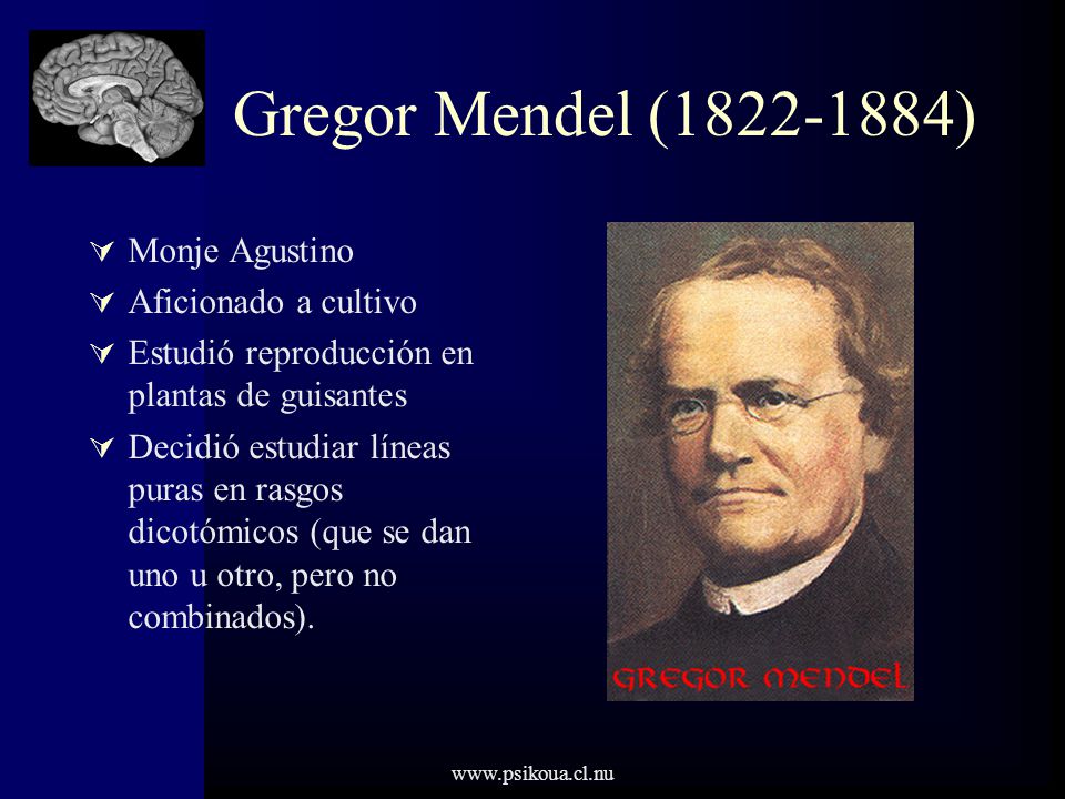 Gregor Mendel ( ) Monje Agustino Aficionado a cultivo