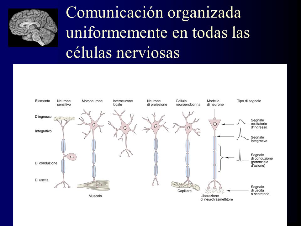 Comunicación organizada uniformemente en todas las células nerviosas