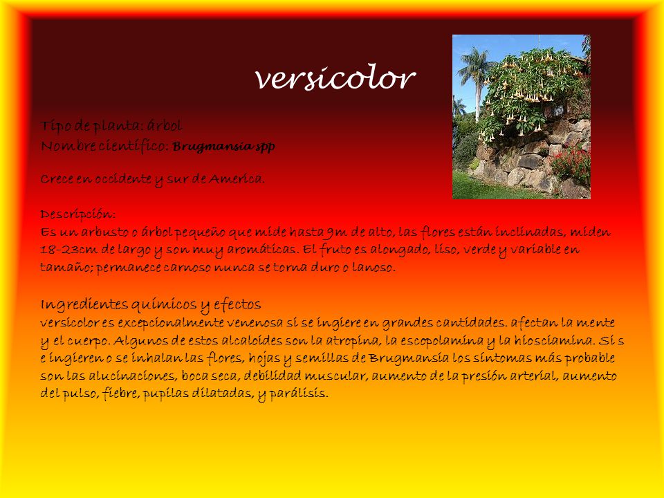 versicolor Tipo de planta: árbol Nombre científico: Brugmansia spp