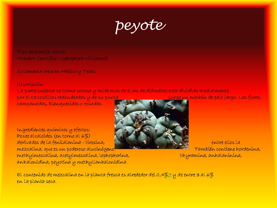 peyote Tipo de planta: cactus Nombre científico:Lophophora williamsii
