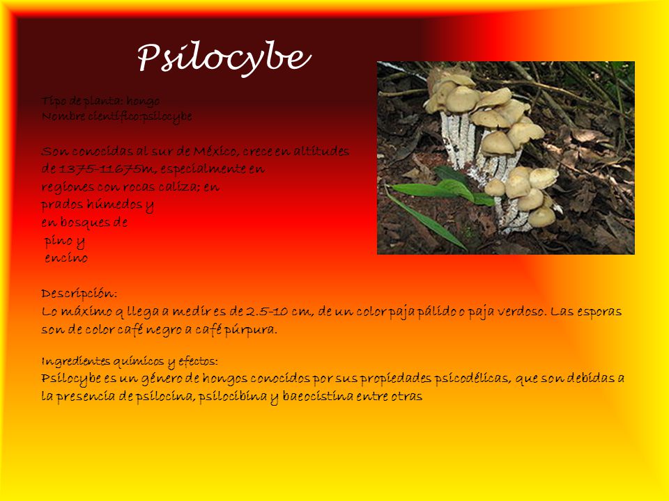 Psilocybe Son conocidas al sur de México, crece en altitudes
