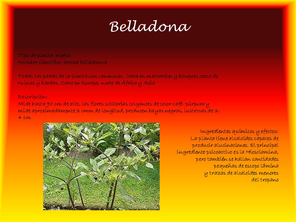 Belladona Tipo de planta: hierba Nombre científico: atropa belladonna