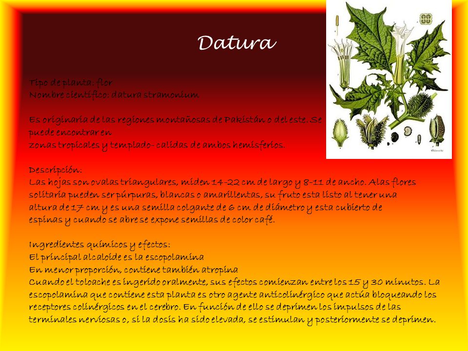 Datura Tipo de planta: flor Nombre científico: datura stramonium