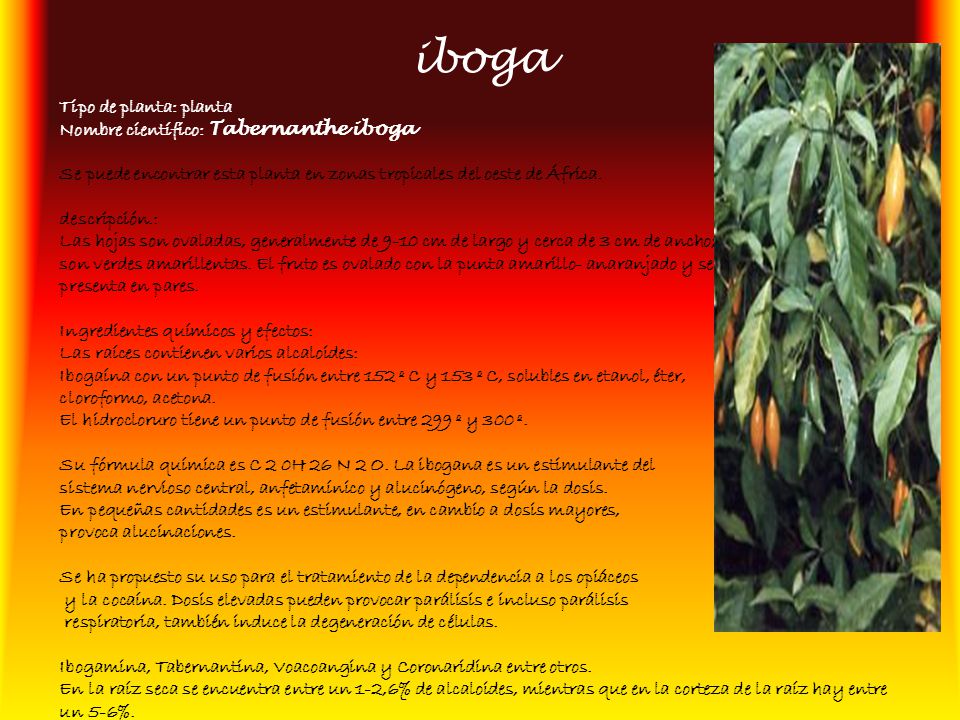 iboga Tipo de planta: planta Nombre científico: Tabernanthe iboga