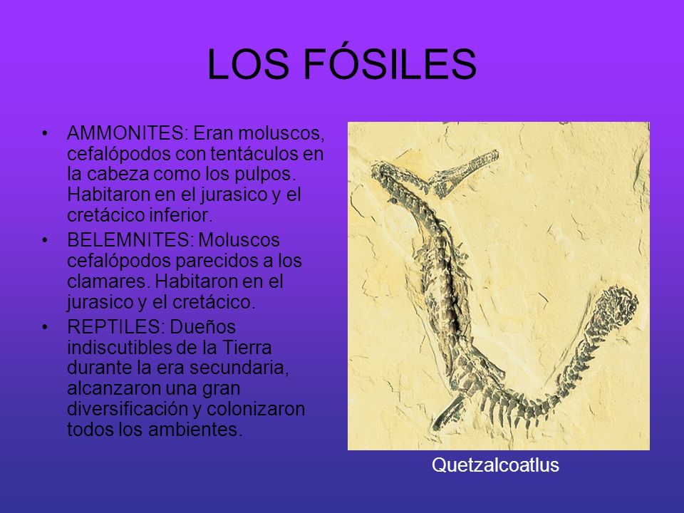 LOS FÓSILES AMMONITES: Eran moluscos, cefalópodos con tentáculos en la cabeza como los pulpos. Habitaron en el jurasico y el cretácico inferior.