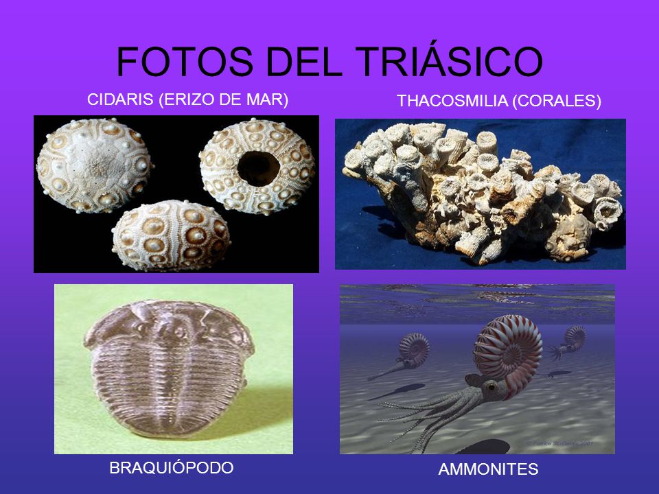 FOTOS DEL TRIÁSICO CIDARIS (ERIZO DE MAR) THACOSMILIA (CORALES)
