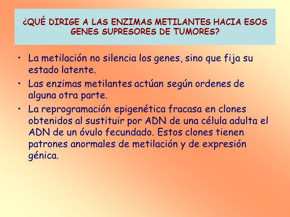La metilación no silencia los genes, sino que fija su estado latente.