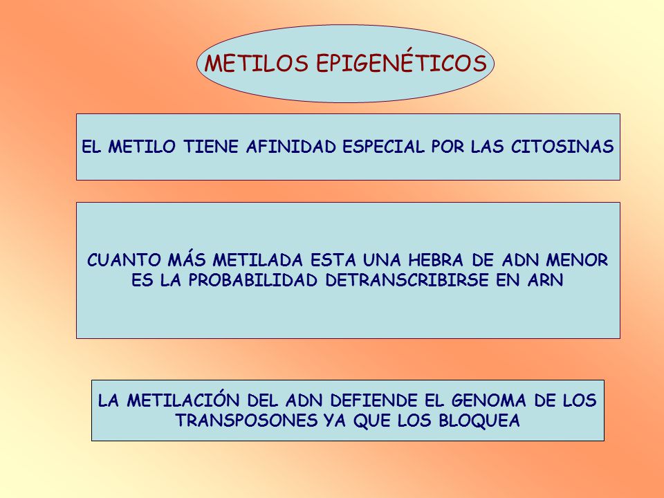 METILOS EPIGENÉTICOS EL METILO TIENE AFINIDAD ESPECIAL POR LAS CITOSINAS. CUANTO MÁS METILADA ESTA UNA HEBRA DE ADN MENOR.