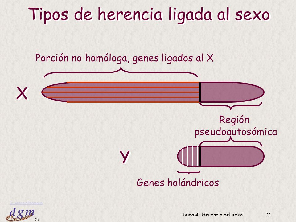 Tipos de herencia ligada al sexo