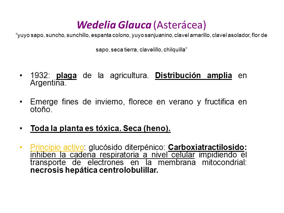 Wedelia Glauca (Asterácea) yuyo sapo, suncho, sunchillo, espanta colono, yuyo sanjuanino, clavel amarillo, clavel asolador, flor de sapo, seca tierra, clavelillo, chilquilla