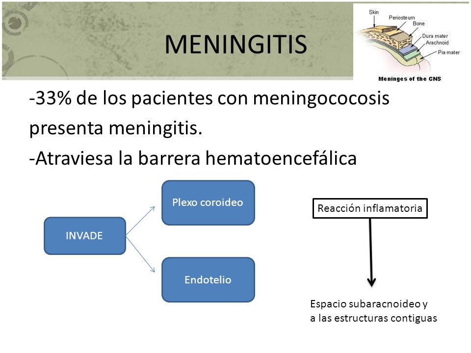 MENINGITIS -33% de los pacientes con meningococosis presenta meningitis. -Atraviesa la barrera hematoencefálica