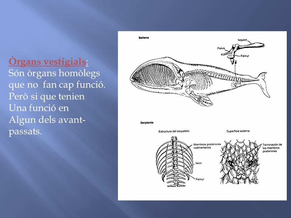 Òrgans vestigials: Són òrgans homòlegs. que no fan cap funció. Però si que tenien. Una funció en.
