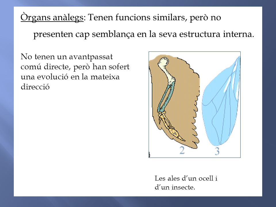 Òrgans anàlegs: Tenen funcions similars, però no presenten cap semblança en la seva estructura interna.