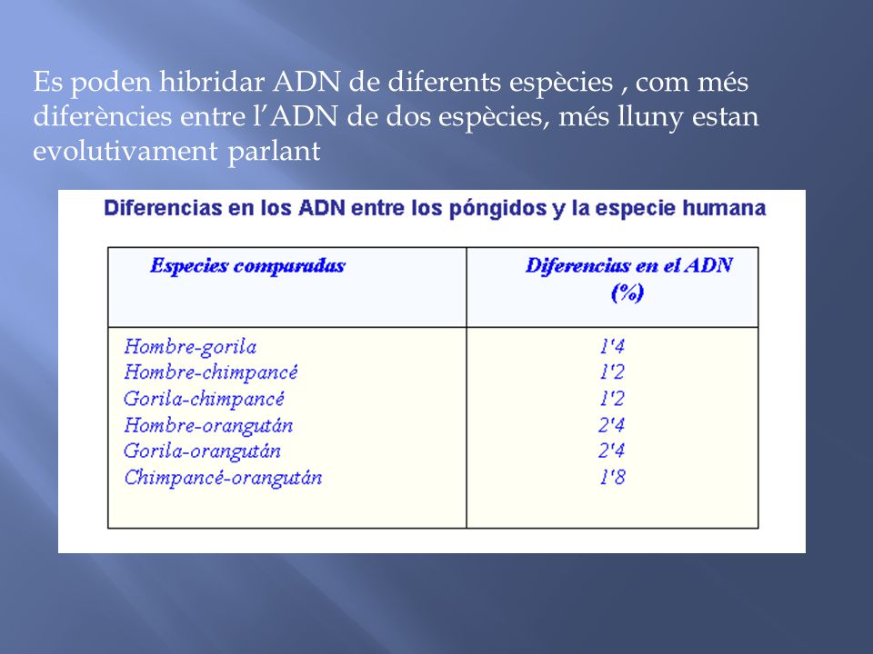 Es poden hibridar ADN de diferents espècies , com més diferències entre l’ADN de dos espècies, més lluny estan evolutivament parlant