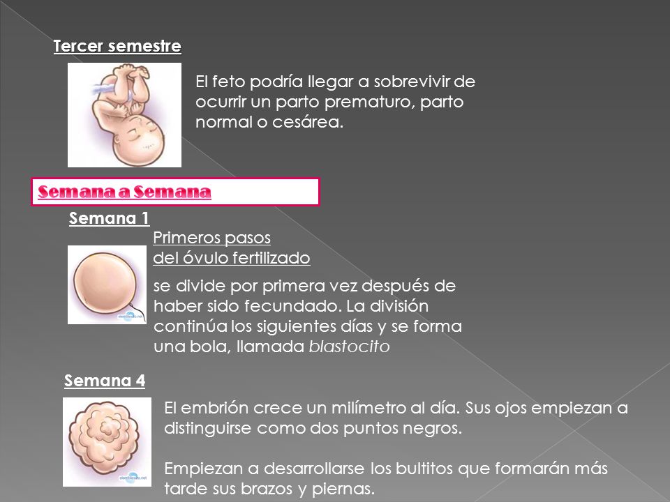 Tercer semestre El feto podría llegar a sobrevivir de ocurrir un parto prematuro, parto normal o cesárea.