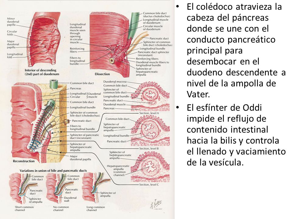 El colédoco atravieza la cabeza del páncreas donde se une con el conducto pancreático principal para desembocar en el duodeno descendente a nivel de la ampolla de Vater.