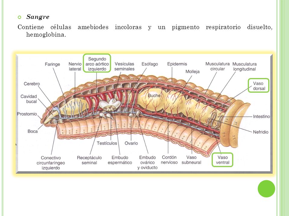 Sangre Contiene células amebiodes incoloras y un pigmento respiratorio disuelto, hemoglobina.