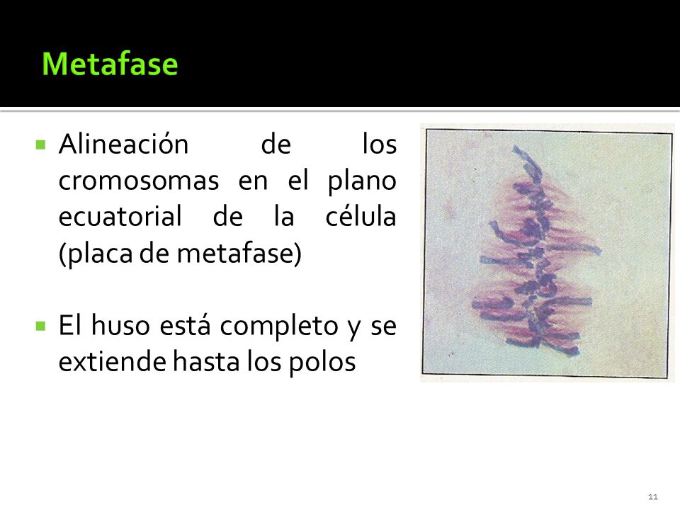 Metafase Alineación de los cromosomas en el plano ecuatorial de la célula (placa de metafase) El huso está completo y se extiende hasta los polos.