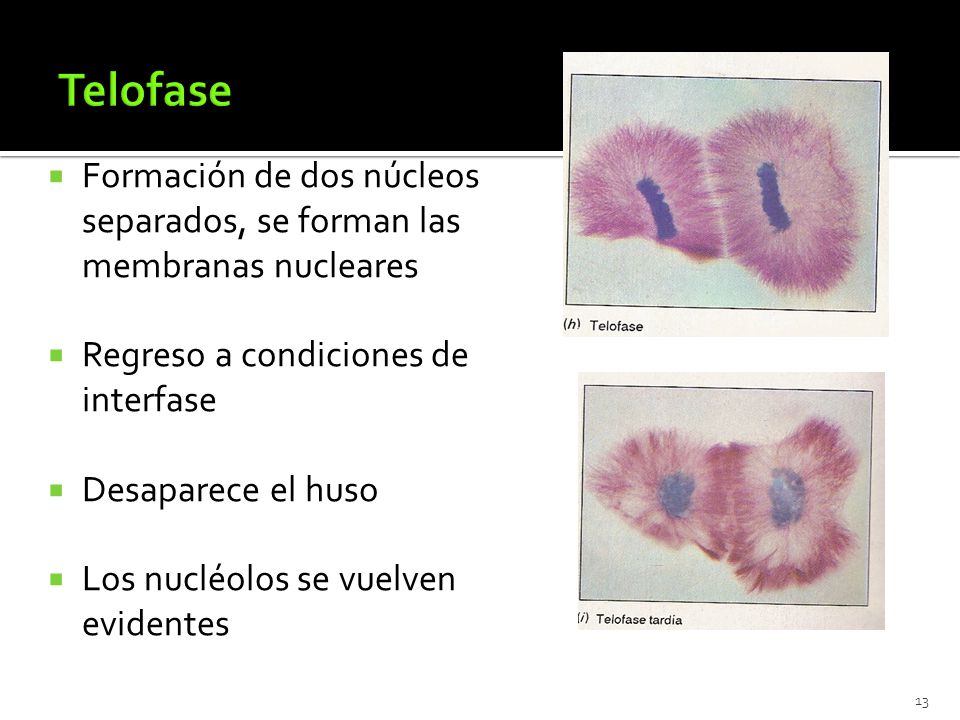 Telofase Formación de dos núcleos separados, se forman las membranas nucleares. Regreso a condiciones de interfase.