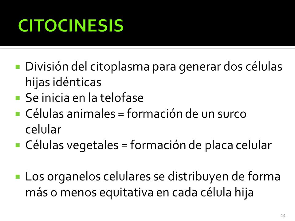 CITOCINESIS División del citoplasma para generar dos células hijas idénticas. Se inicia en la telofase.