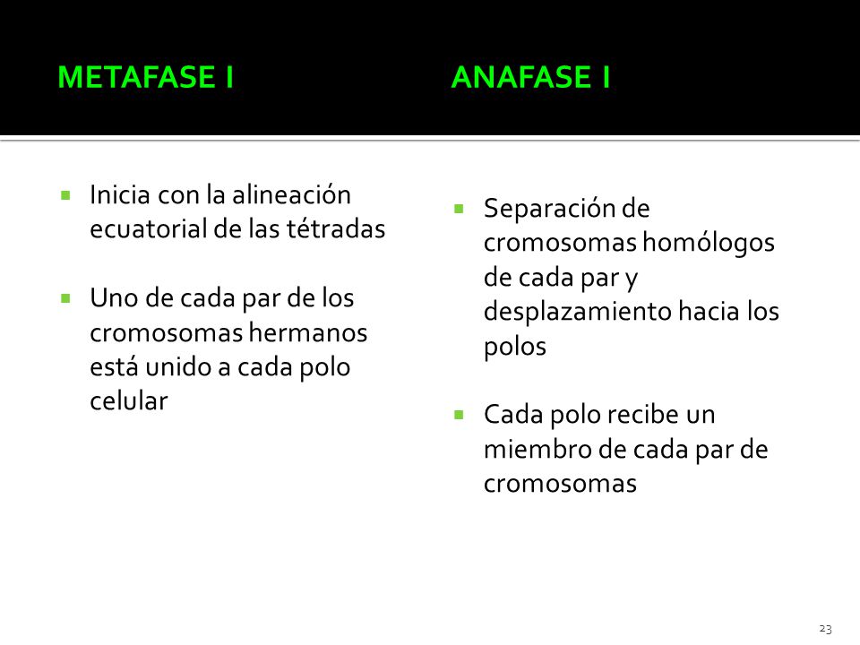 Metafase I Anafase I. Inicia con la alineación ecuatorial de las tétradas.