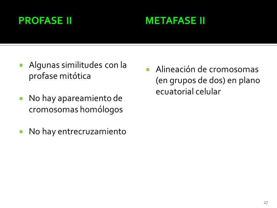 Profase II Metafase II Algunas similitudes con la profase mitótica