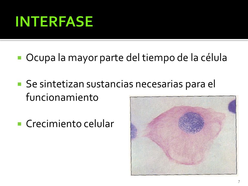 INTERFASE Ocupa la mayor parte del tiempo de la célula