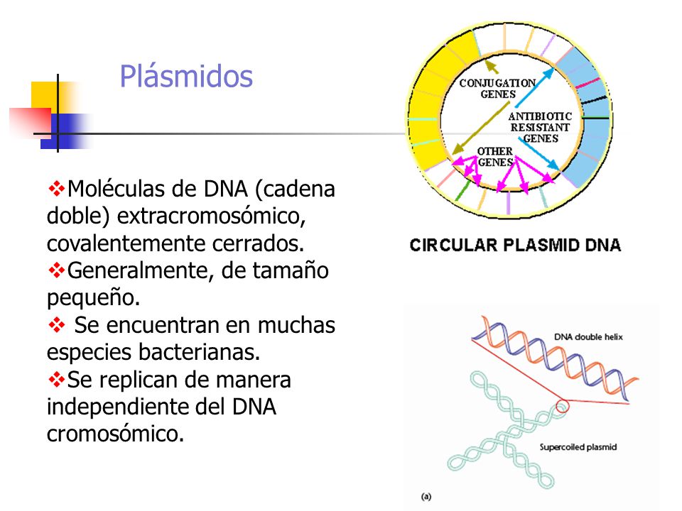 Plásmidos Moléculas de DNA (cadena doble) extracromosómico, covalentemente cerrados. Generalmente, de tamaño pequeño.