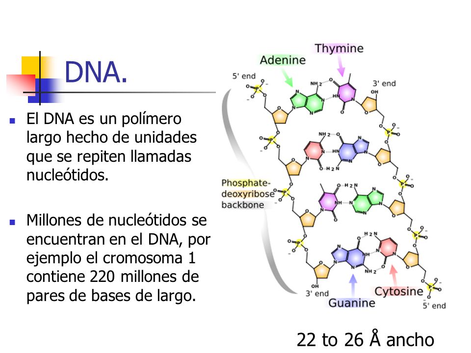 DNA. El DNA es un polímero largo hecho de unidades que se repiten llamadas nucleótidos.