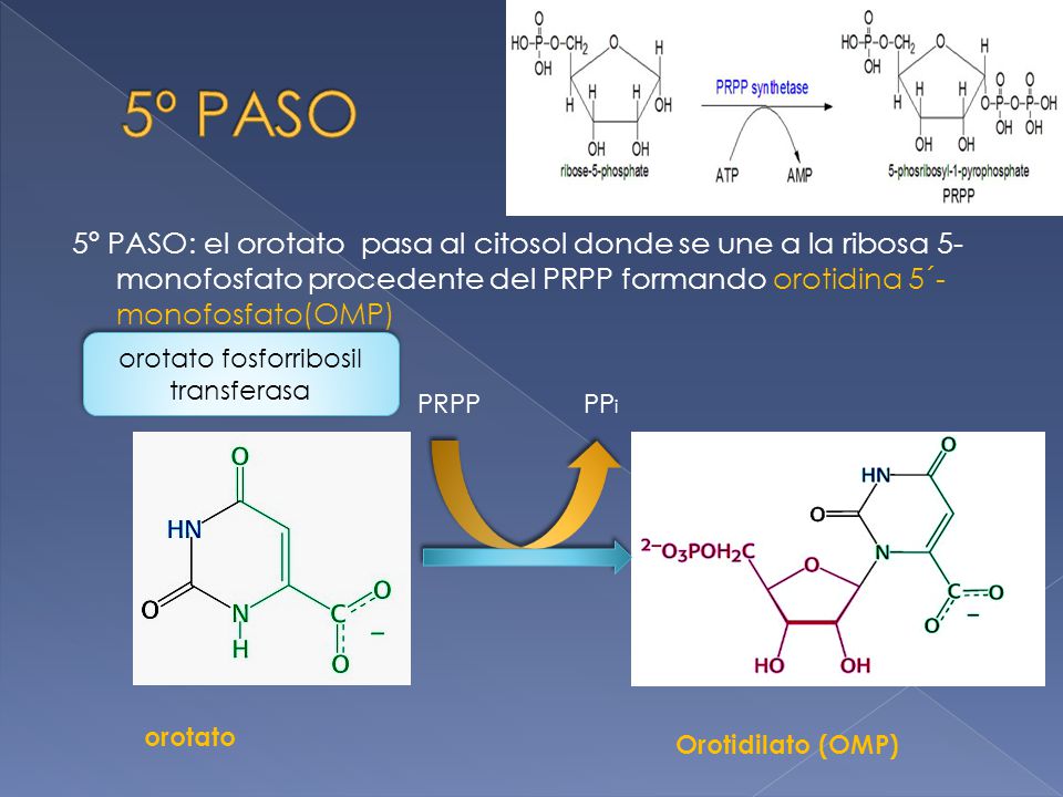 orotato fosforribosil transferasa
