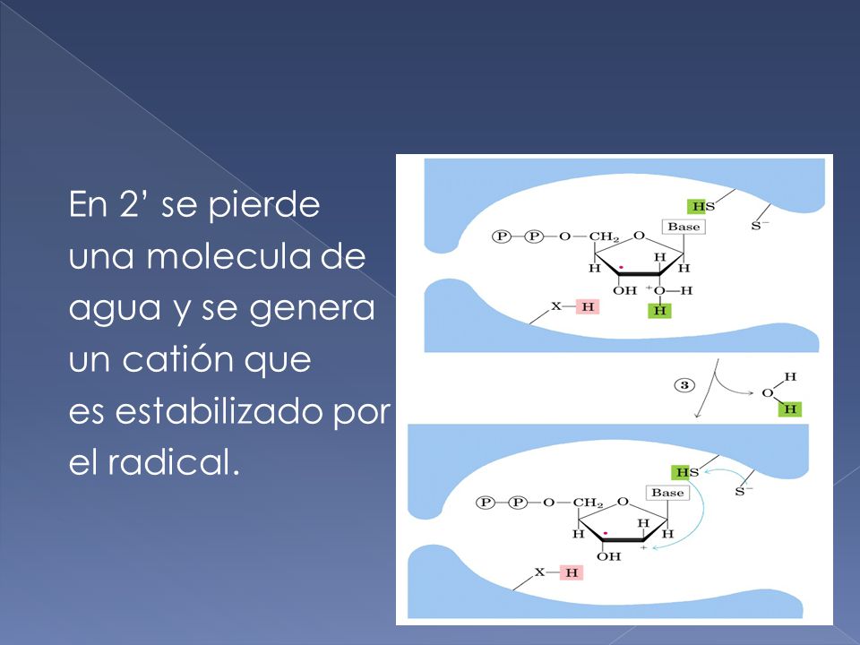 En 2’ se pierde una molecula de agua y se genera un catión que es estabilizado por el radical.