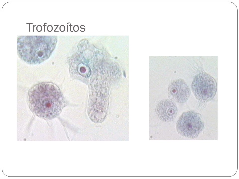 Trofozoítos