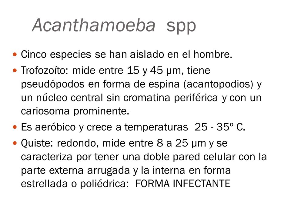 Acanthamoeba spp Cinco especies se han aislado en el hombre.
