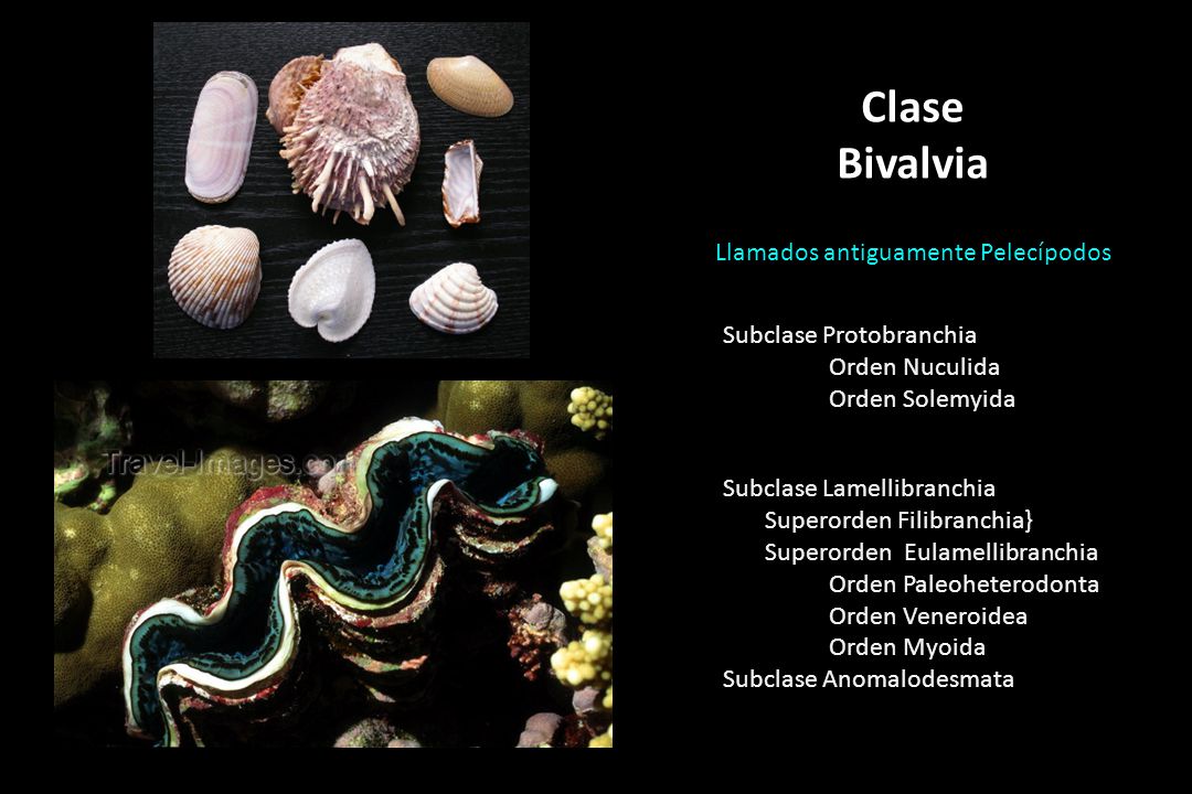 Clase Bivalvia Llamados antiguamente Pelecípodos