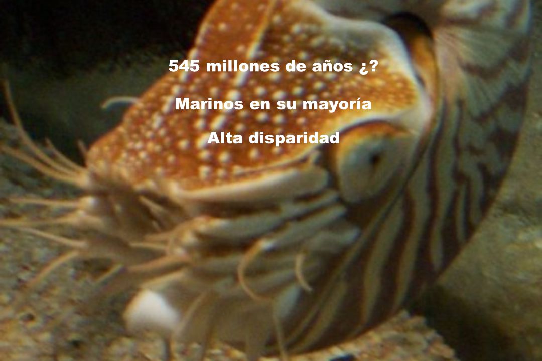 545 millones de años ¿ Marinos en su mayoría Alta disparidad