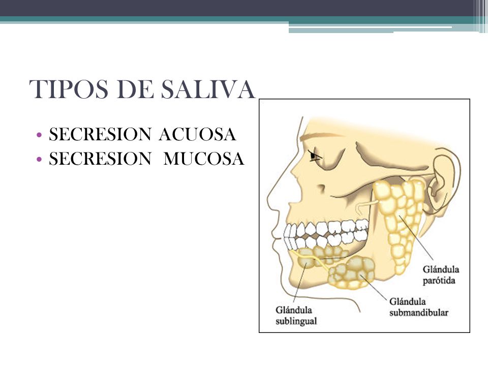 TIPOS DE SALIVA SECRESION ACUOSA SECRESION MUCOSA