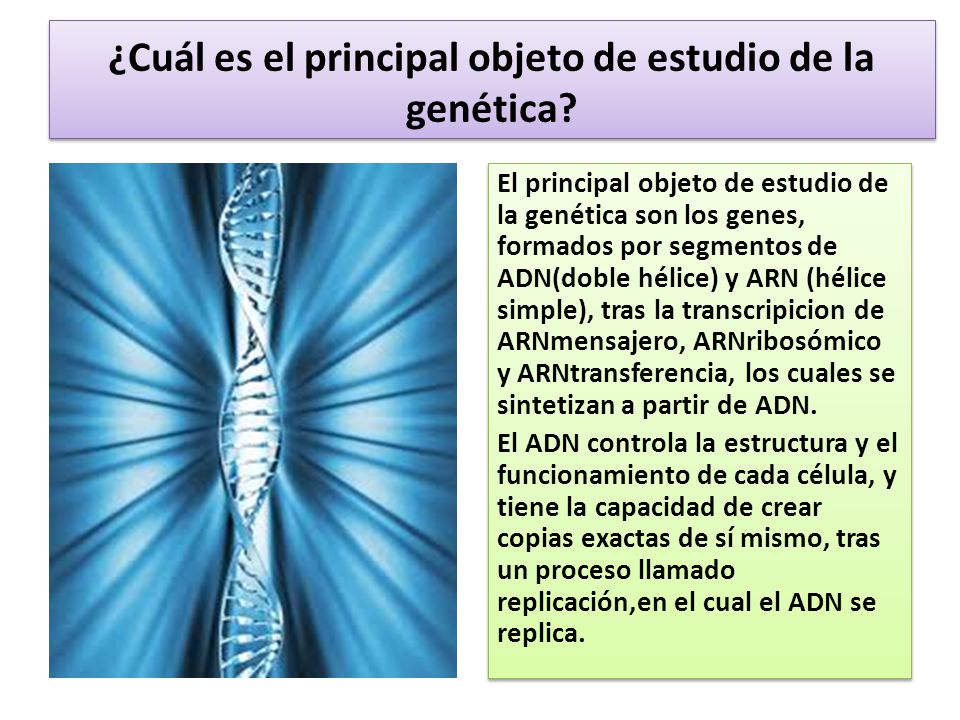 ¿Cuál es el principal objeto de estudio de la genética